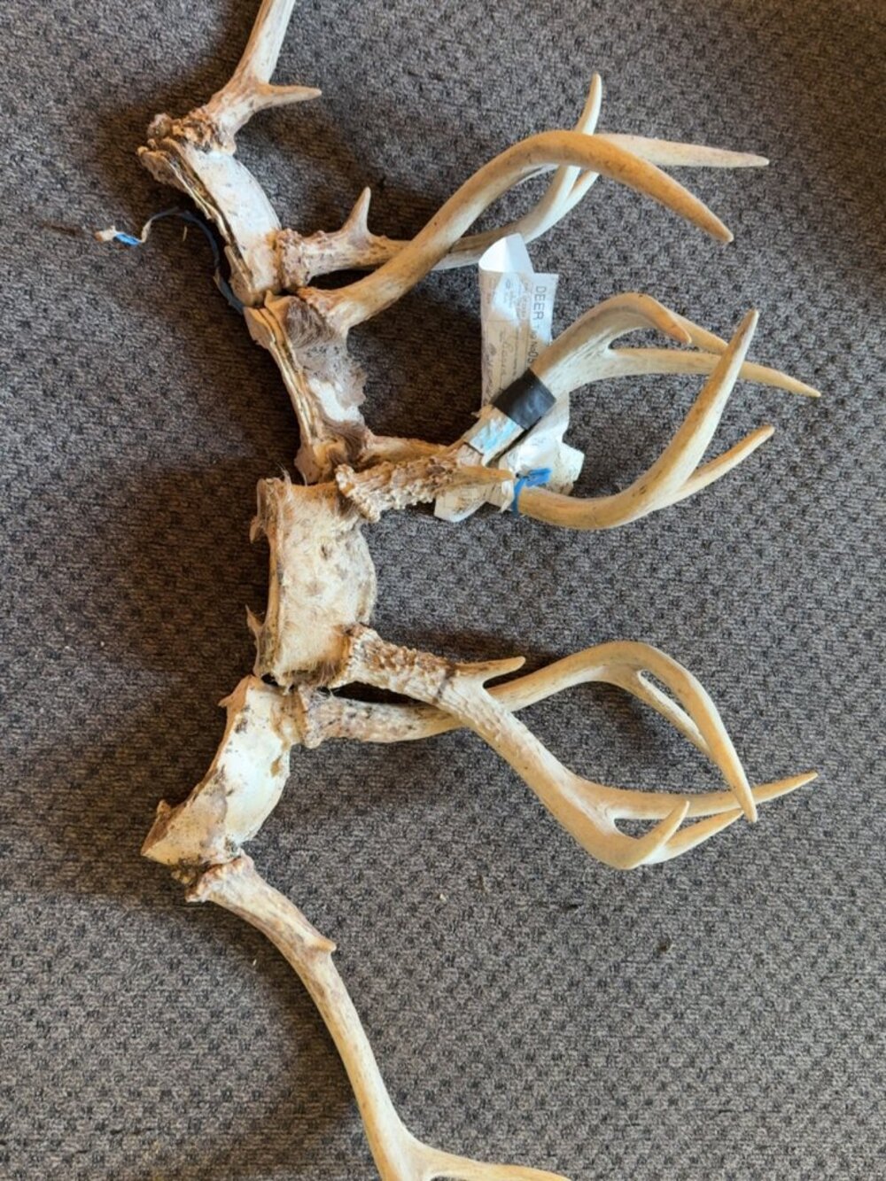 4 Sets of Deer Antlers